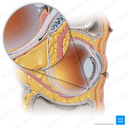 Fornix inferior conjunctivae (Untere Umschlagfalte der Konjunktiva); Bild: Paul Kim