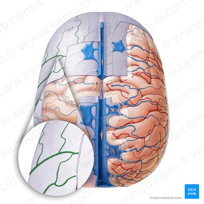 Rami arteriae meningeae mediae (Äste der mittleren Hirnhautarterie); Bild: Paul Kim