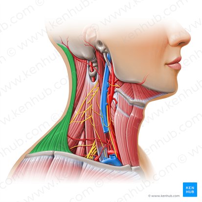 Trapezius muscle (Musculus trapezius); Image: Paul Kim