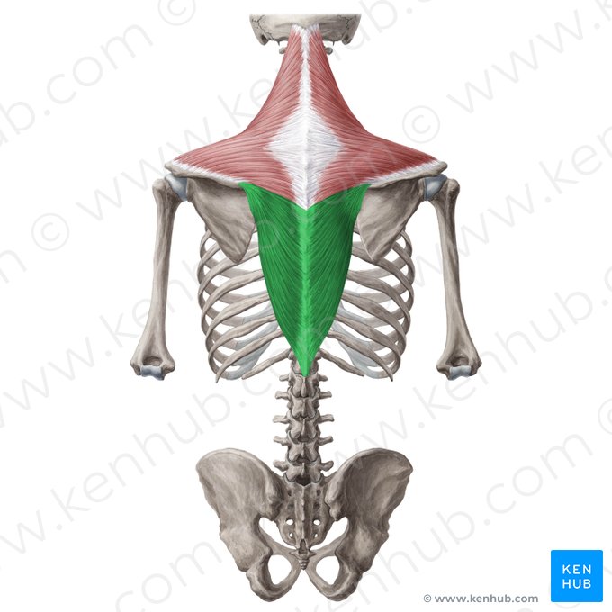 Porción ascendente del músculo trapecio (Pars ascendens musculi trapezii); Imagen: Yousun Koh