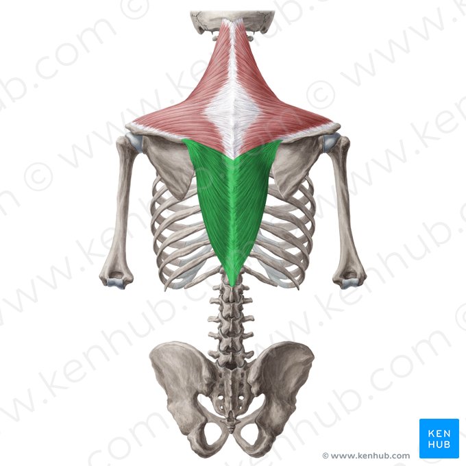 Ascending part of trapezius muscle (Pars ascendens musculi trapezii); Image: Yousun Koh