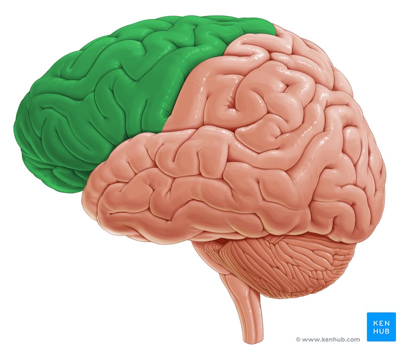 Frontal lobe - lateral-left view