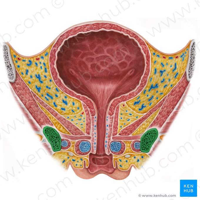 Inferior pubic ramus (Ramus inferior ossis pubis); Image: Irina Münstermann