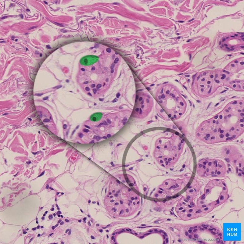 Clear cells - histological slide