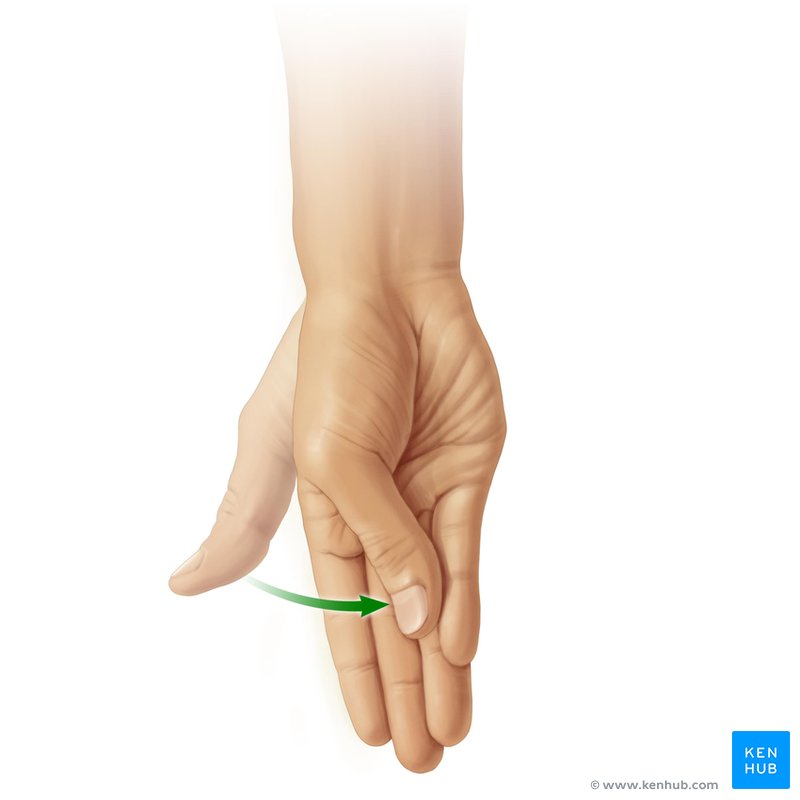 Opposition of thumb - ventral view