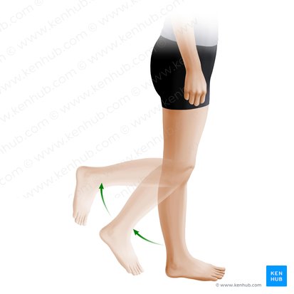 Flexion of leg (Flexio cruris); Image: Paul Kim