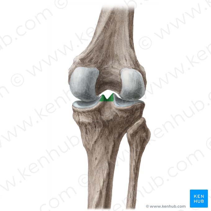 Intercondylar eminence of tibia (Eminentia intercondylaris tibiae); Image: Liene Znotina