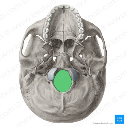 Foramen magno del hueso occipital (Foramen magnum); Imagen: Yousun Koh