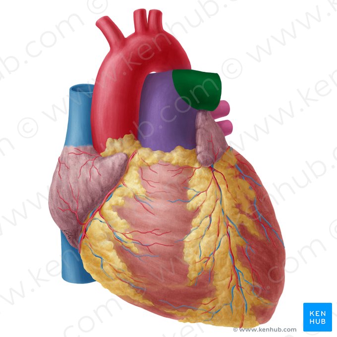 Left pulmonary artery (Arteria pulmonalis sinistra); Image: Yousun Koh