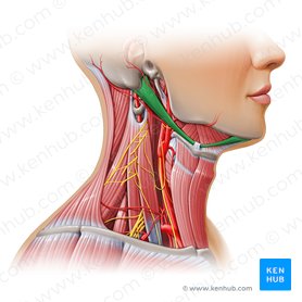 Neck muscles anatomy: List, origins, insertions, action | Kenhub