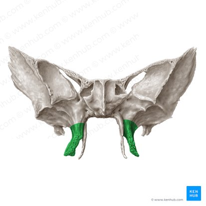 Lamina lateralis processus pterygoidei ossis sphenoidalis (Seitliche Flügelfortsatzplatte des Keilbeins); Bild: Samantha Zimmerman