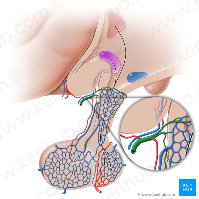 Artéria hipofisária superior (Arteria hypophysialis superior); Imagem: Paul Kim