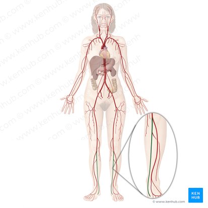 Arteria tibialis posterior (Hintere Schienbeinarterie); Bild: Begoña Rodriguez