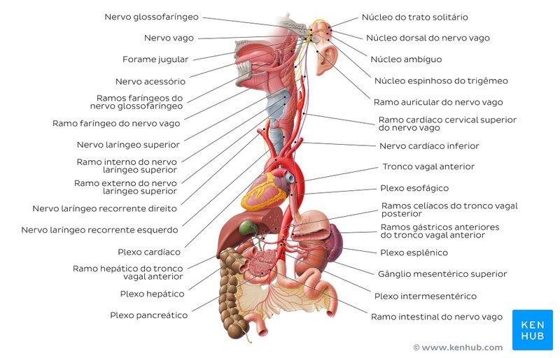 Trajeto e ramos do nervo vago