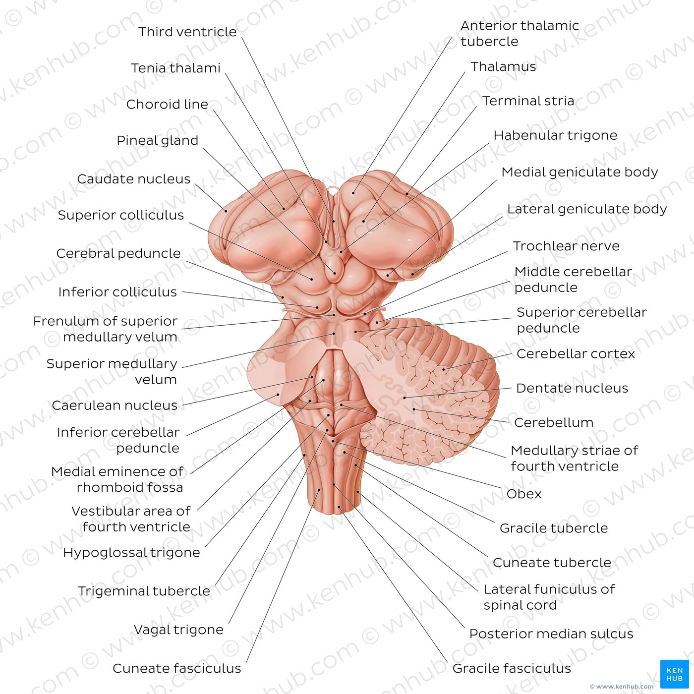 Brainstem