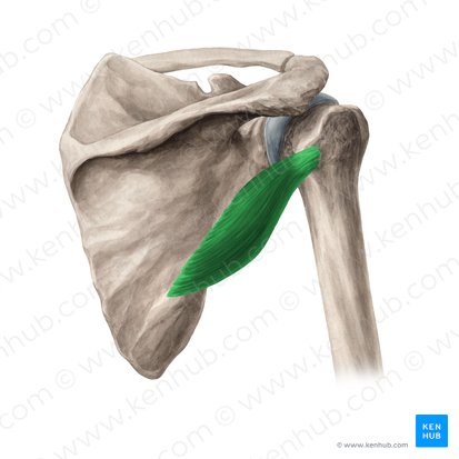 Musculus teres minor (Kleiner Rundmuskel); Bild: Yousun Koh