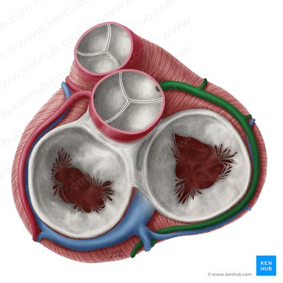 Arteria coronaria derecha (Arteria coronaria dextra); Imagen: Yousun Koh