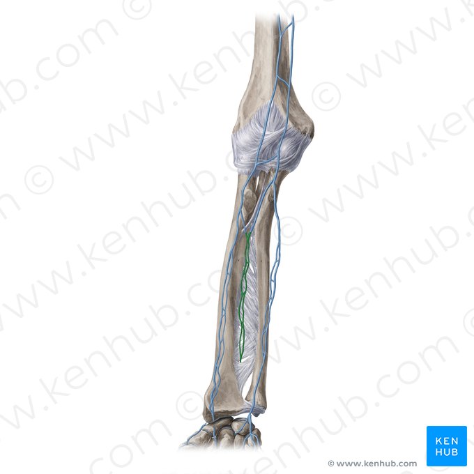 Anterior interosseous veins (Venae interosseae anteriores); Image: Yousun Koh