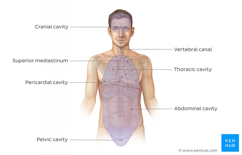 Cavities of the human body - anterior view