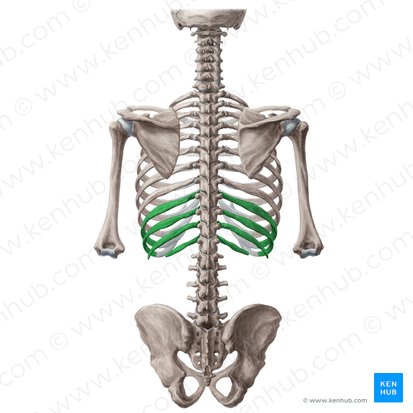 9ª-12ª costillas (Costae 9-12); Imagen: Yousun Koh