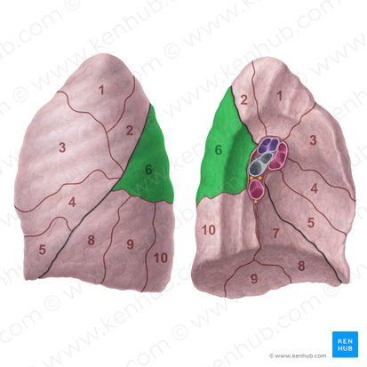 Segmento superior do pulmão esquerdo (Segmentum superius pulmonis sinistri); Imagem: Paul Kim