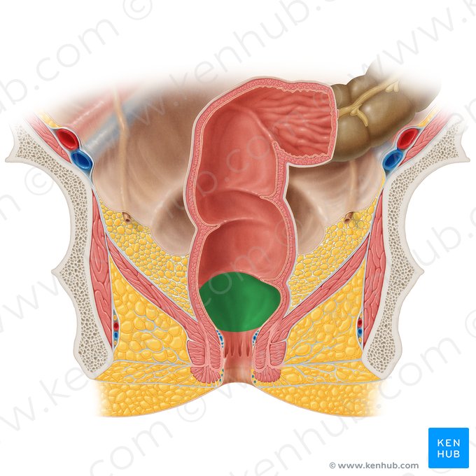 Ampolla rectal (Ampulla recti); Imagen: Samantha Zimmerman