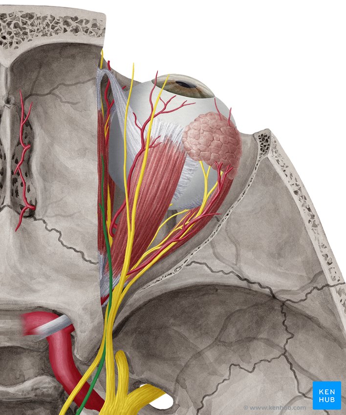 Trochlear nerve - cranial view
