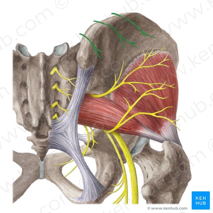 Superior cluneal nerves (Nervi clunium superiores); Image: Liene Znotina