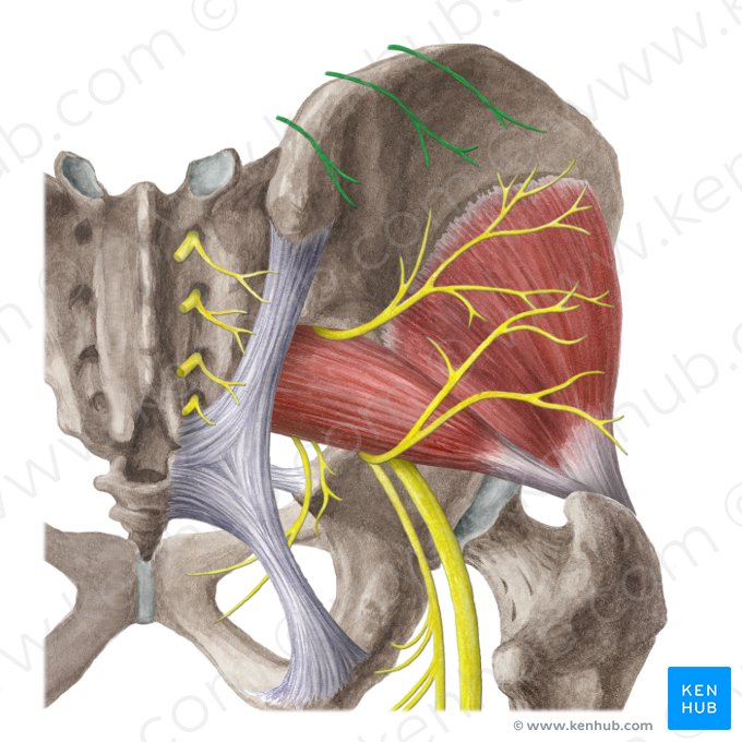 Nervos clúnios superiores (Nervi clunium superiores); Imagem: Liene Znotina