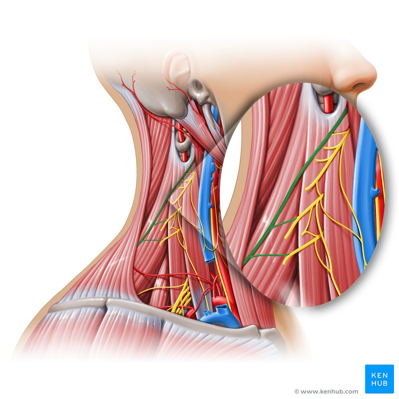 Accessory nerve - lateral-right view