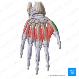 Abductor pollicis brevis muscle (Musculus abductor pollicis brevis); Image: Paul Kim