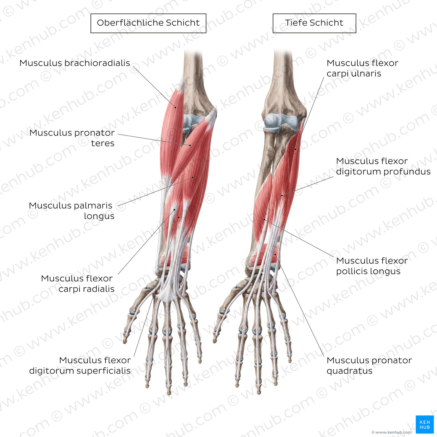 Tiefe Flexoren des Unterarms Anatomie und Funktion Kenhub