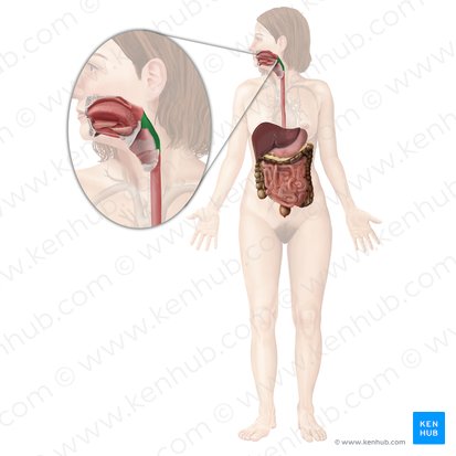 Laryngopharynx (Pars laryngea pharyngis); Image: Begoña Rodriguez