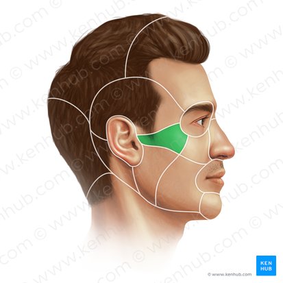 Zygomatic region (Regio zygomatica); Image: Paul Kim