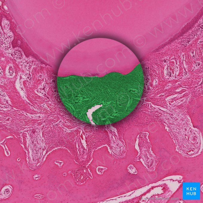 Periodontal ligament (Ligamentum periodontale); Image: 