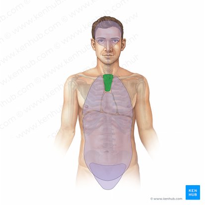 Mediastinum superius (Oberes Mediastinum); Bild: Paul Kim