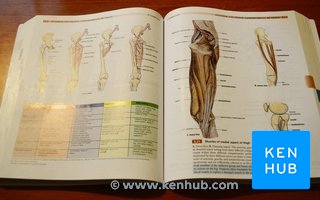 Grant: Atlas De Anatomia por dentro