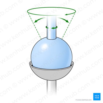 Ball and socket joint (Articulatio sphaeroidea); Image: Paul Kim