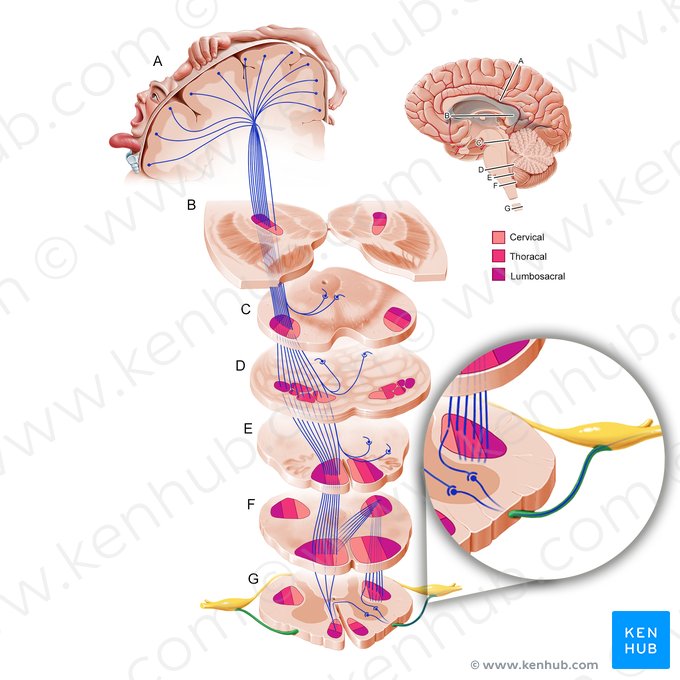 Raiz anterior do nervo espinal (Radix anterior nervi spinalis); Imagem: Paul Kim