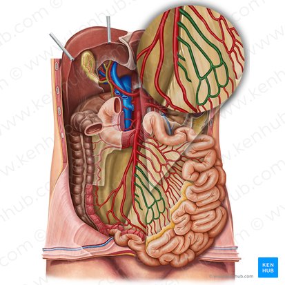 Arterias ileales (Arteriae ileales); Imagen: Irina Münstermann