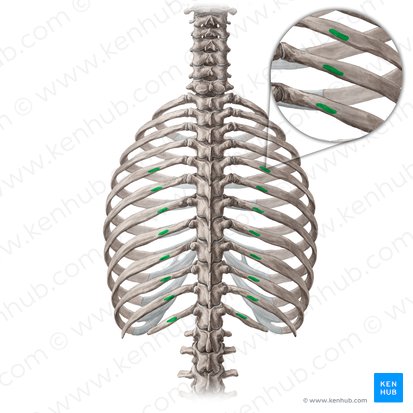 Angle of 5th-12th ribs (Angulus costarum 5-12); Image: Yousun Koh