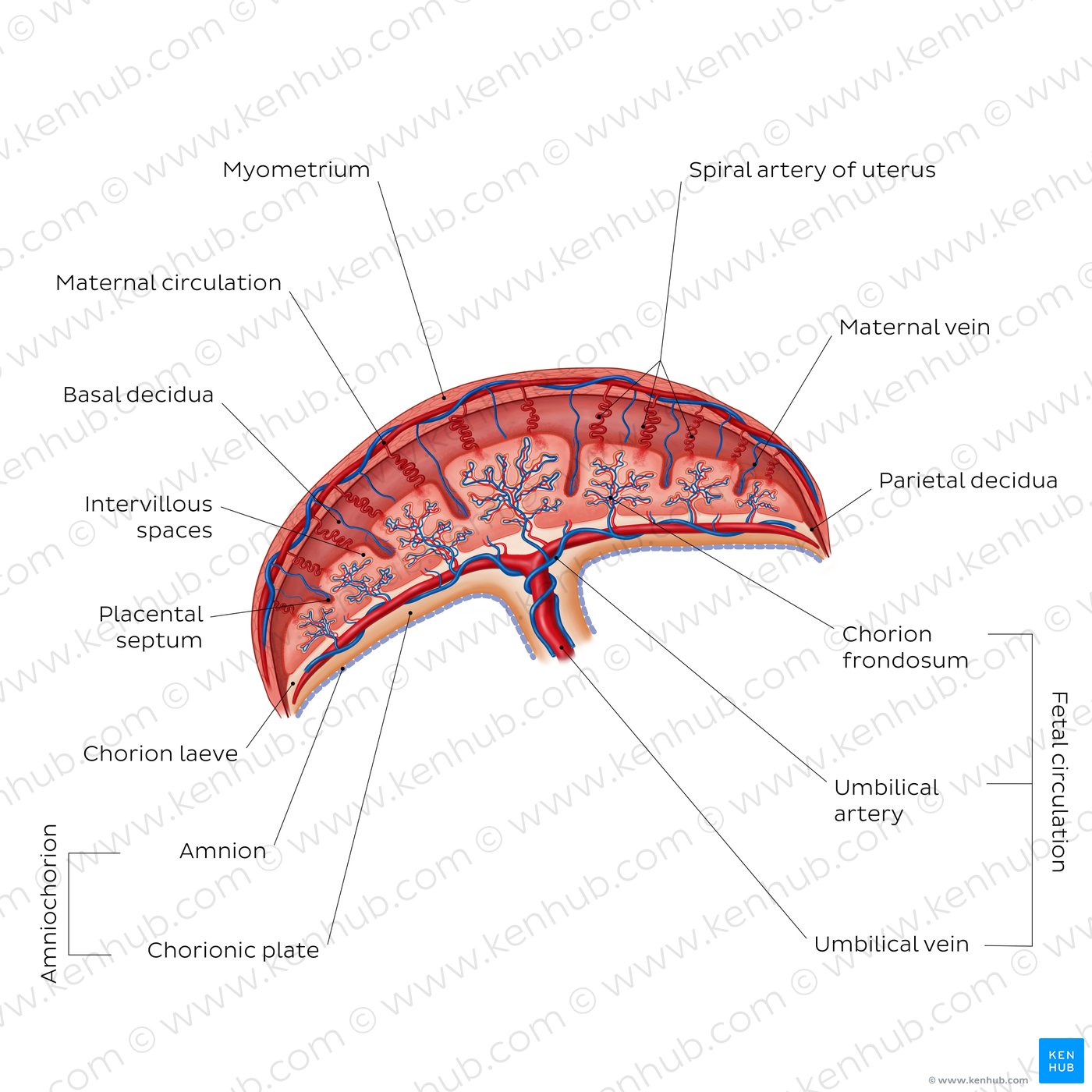 Placenta