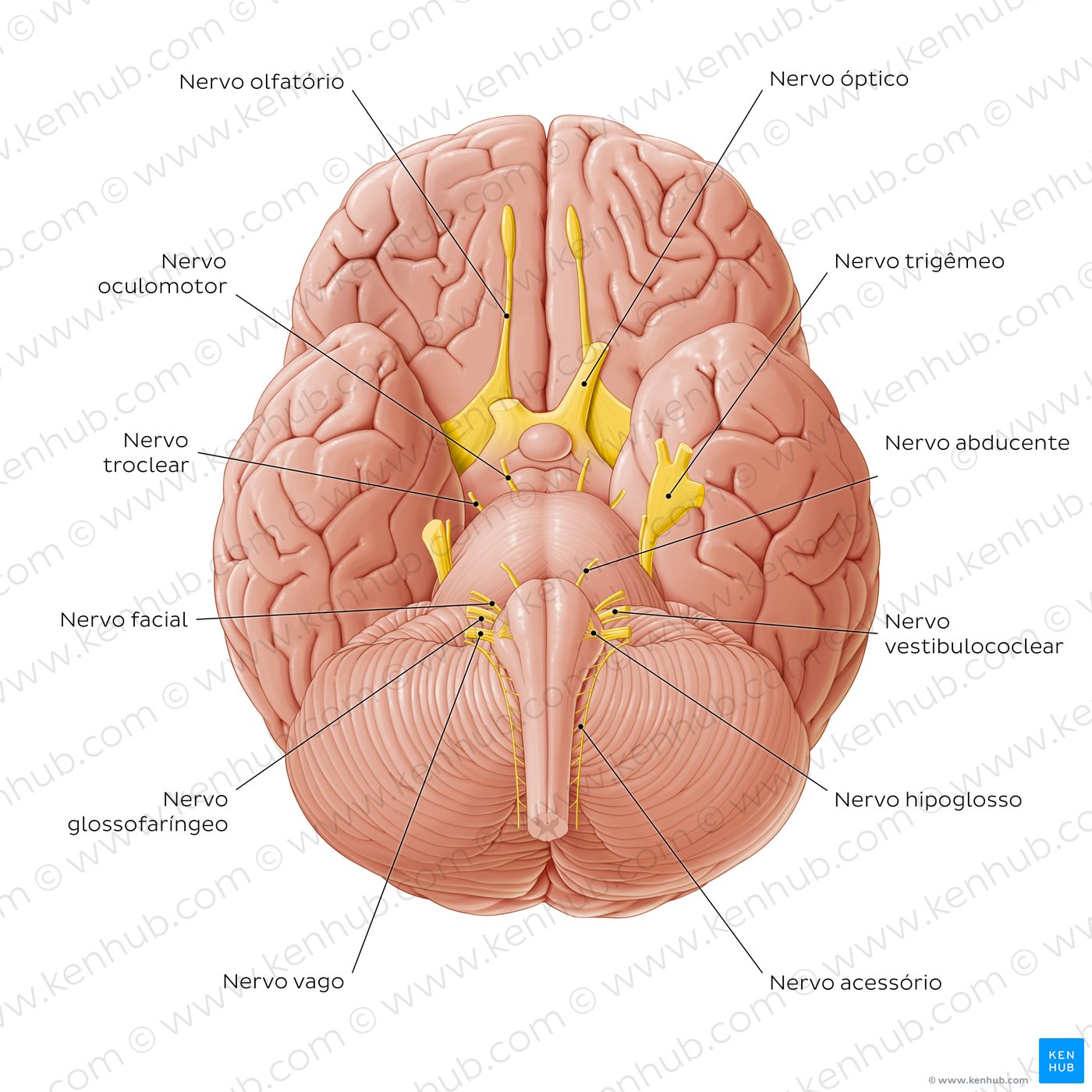 A melhor forma de visualizar os nervos cranianos é com uma ilustração.