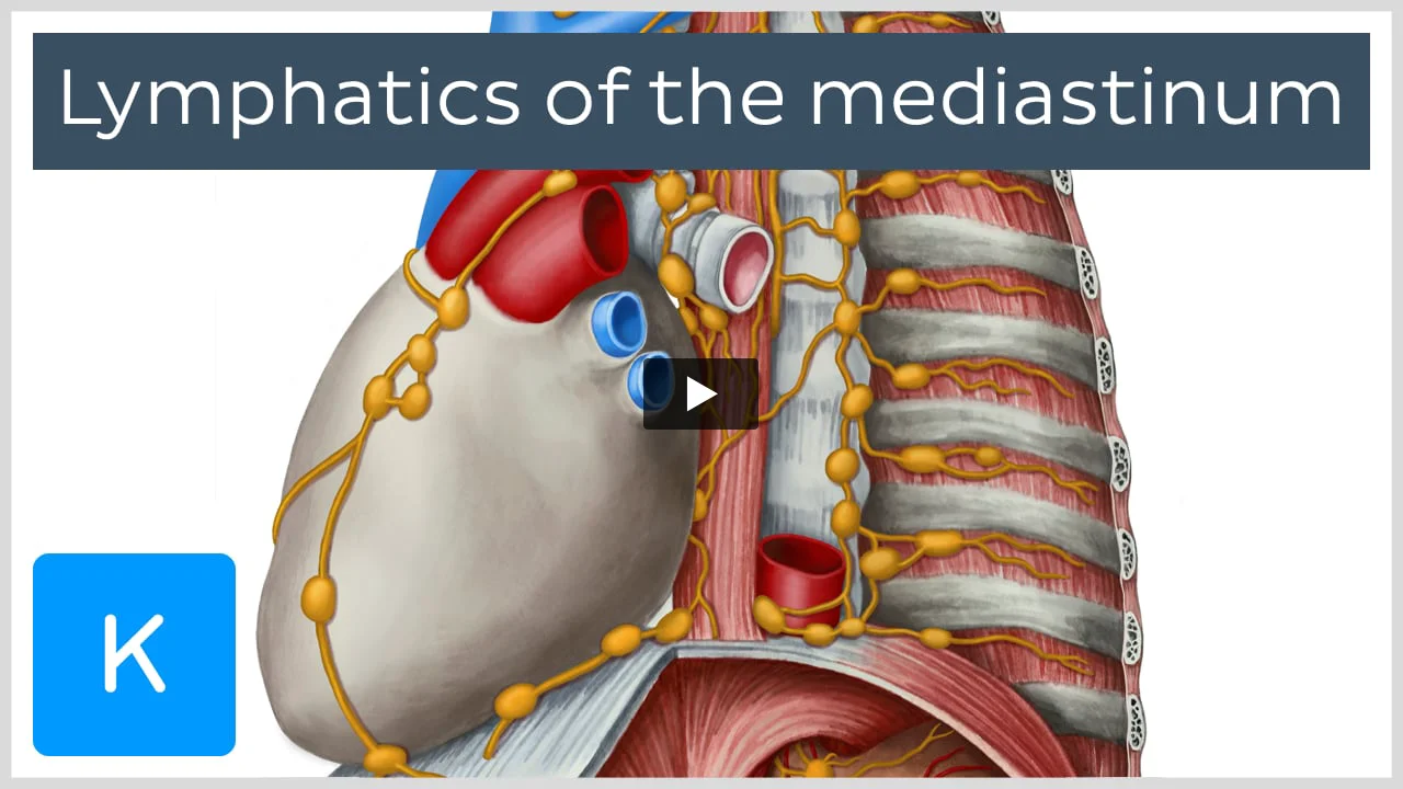 Lymph nodes of the thorax and abdomen: Anatomy | Kenhub