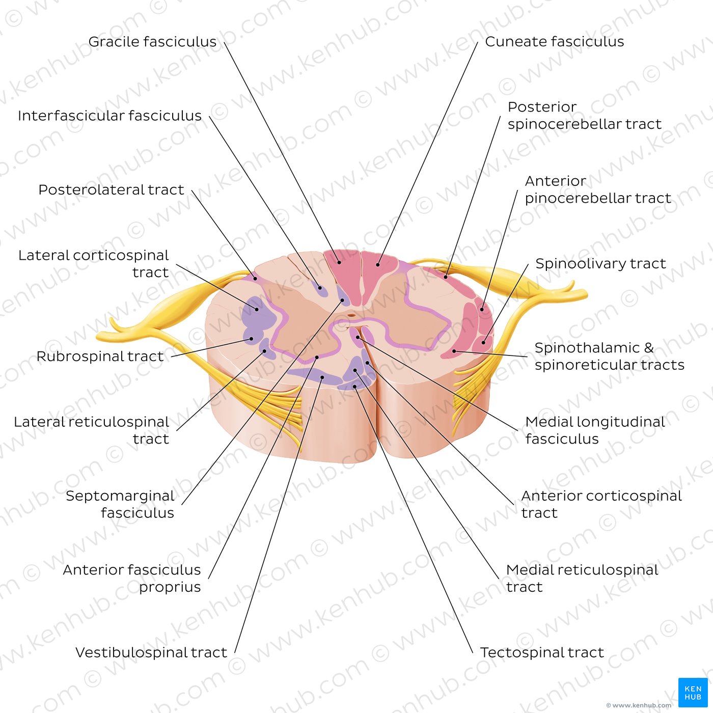 Spinal cord: Cross section (ascending and descending tracts)