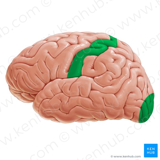 Primary sensory areas (Areae sensoriae primariae); Image: Paul Kim