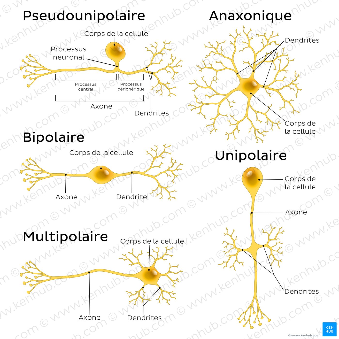 An image showing 5 types of neurons (pseudounipolar, bipolar, multipolar, anaxonic, unipolar).