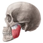 Masseter muscle