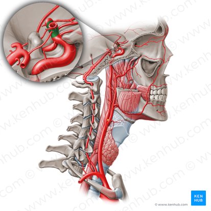 Segmento comunicante de la arteria carótida interna (C7) (Pars communicans arteriae carotidis internae (C7)); Imagen: Paul Kim