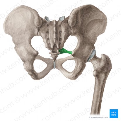 Ligamento sacroespinoso (Ligamentum sacrospinale); Imagen: Liene Znotina